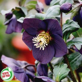 New York Night Helleborus Thumbnail